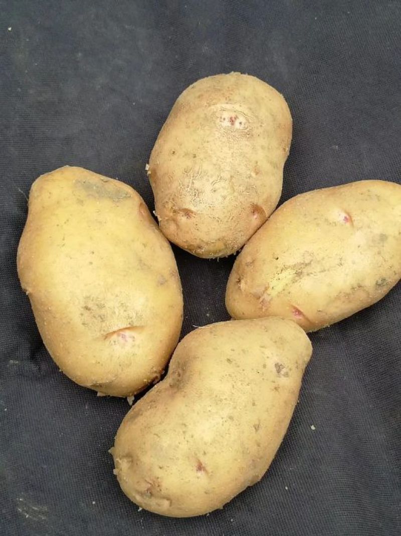 威芋5号脱毒马铃薯