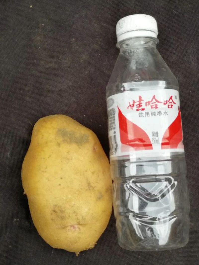 威芋5号脱毒马铃薯