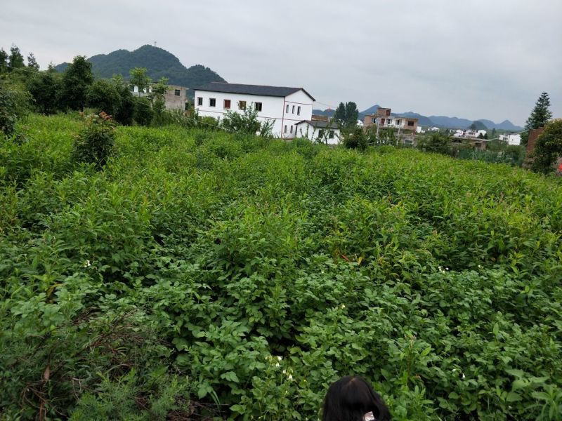威芋5号脱毒马铃薯