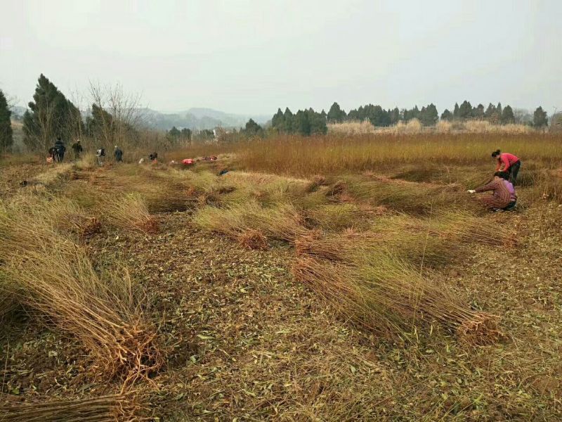 毛桃树苗，四川毛桃苗，简阳毛桃苗基地直销，桃树苗批发