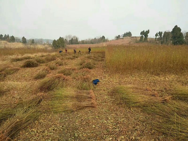 毛桃树苗，四川毛桃苗，简阳毛桃苗基地直销，桃树苗批发