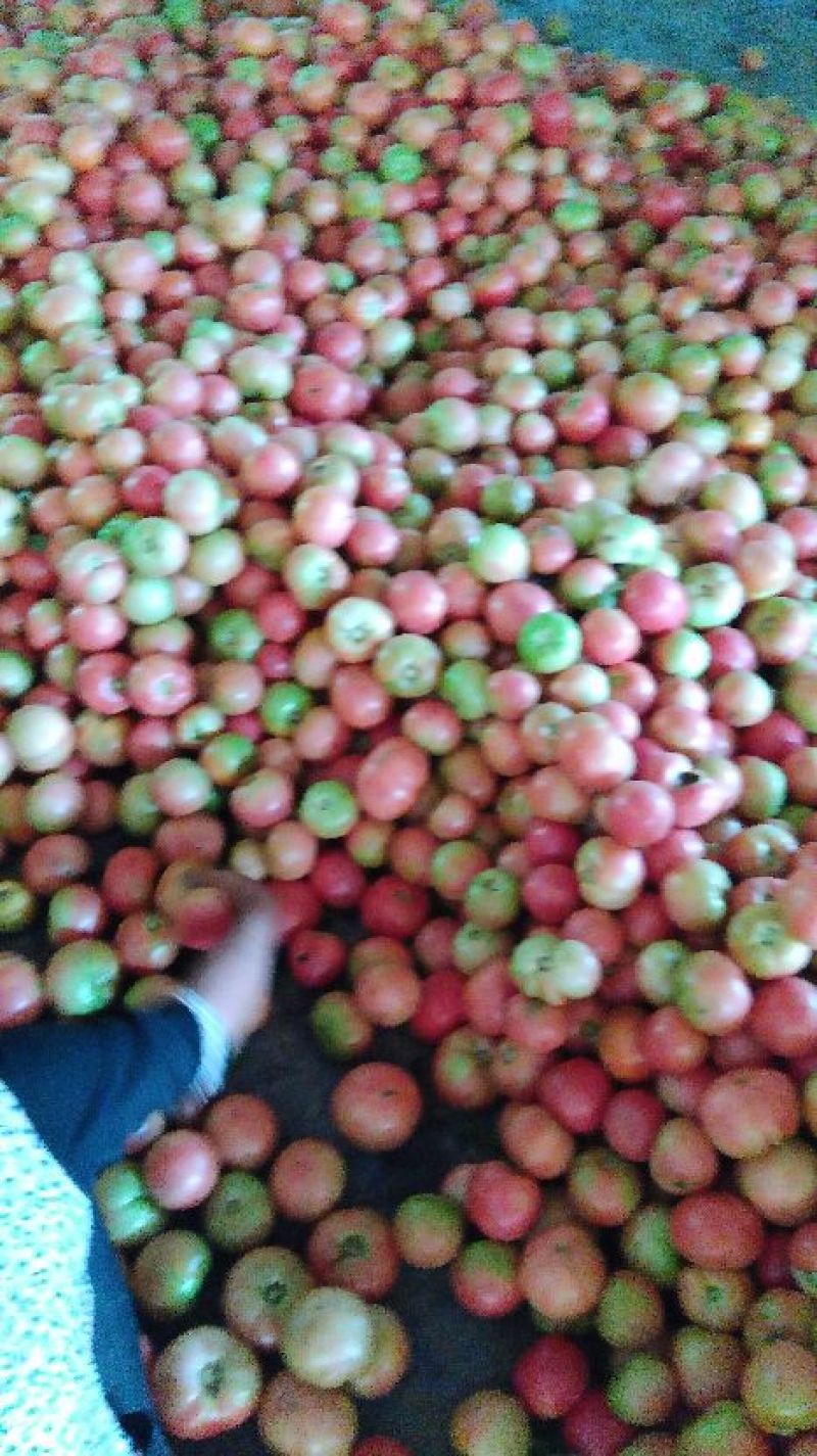 预售反季节高山无公害粉红番茄