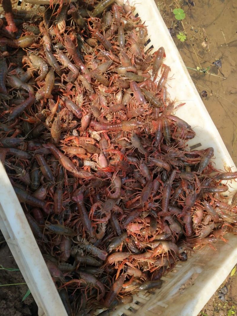 小龙虾