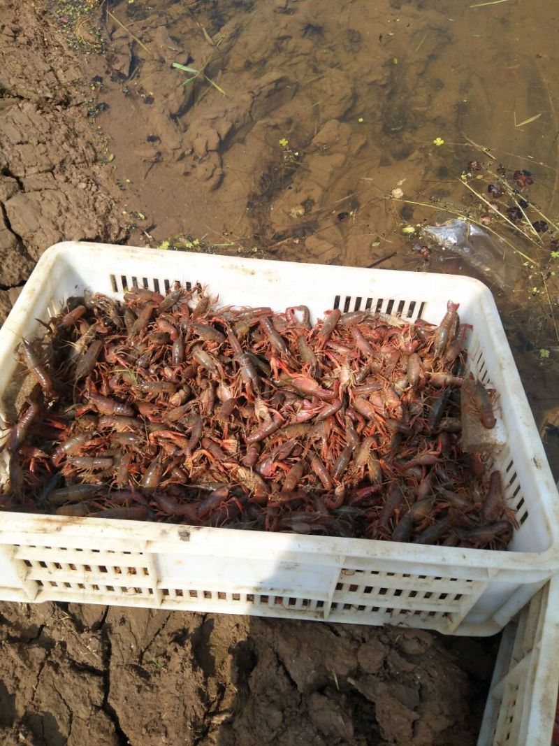 小龙虾