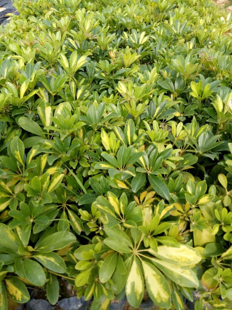 花叶鹅掌才20-25高大袋，2000棵起