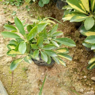 花叶鹅掌才20-25高大袋，2000棵起