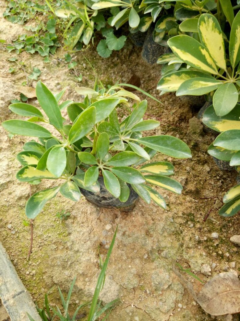 花叶鹅掌才20-25高大袋，2000棵起