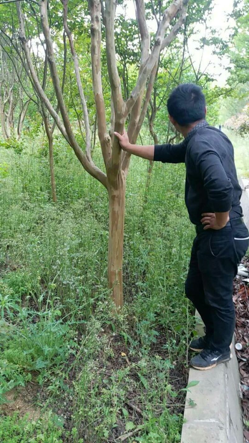 紫薇