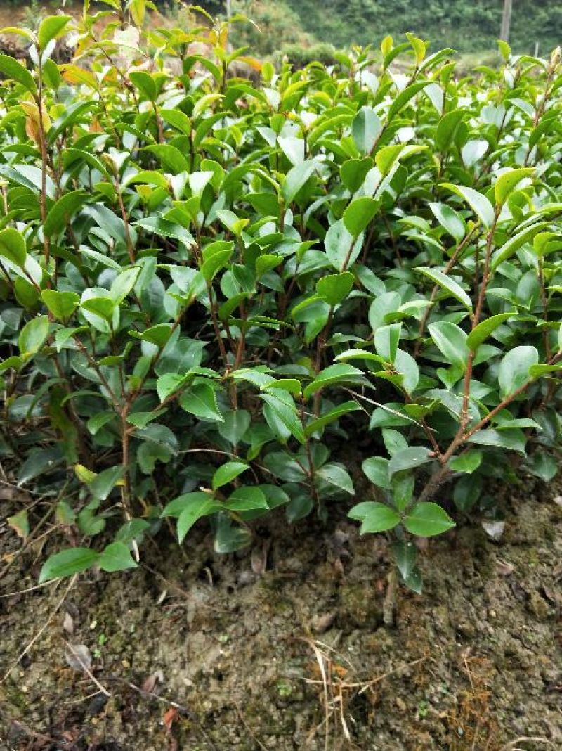 茶梅