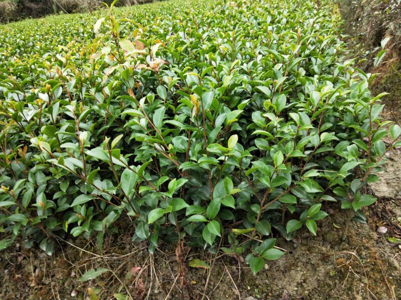茶梅