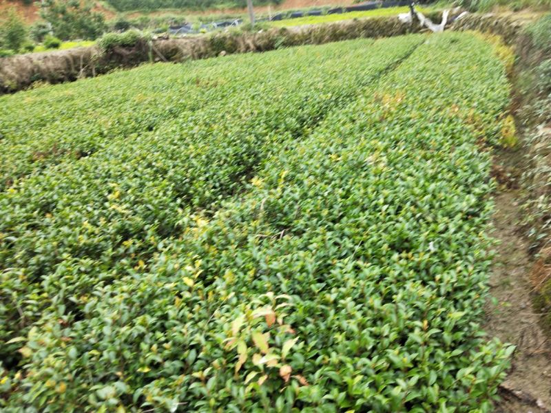 茶梅
