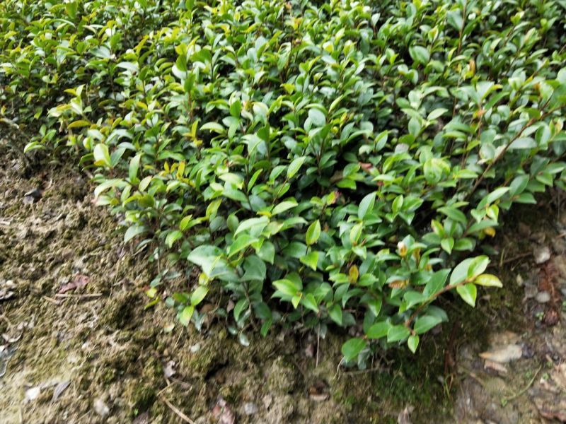 茶梅
