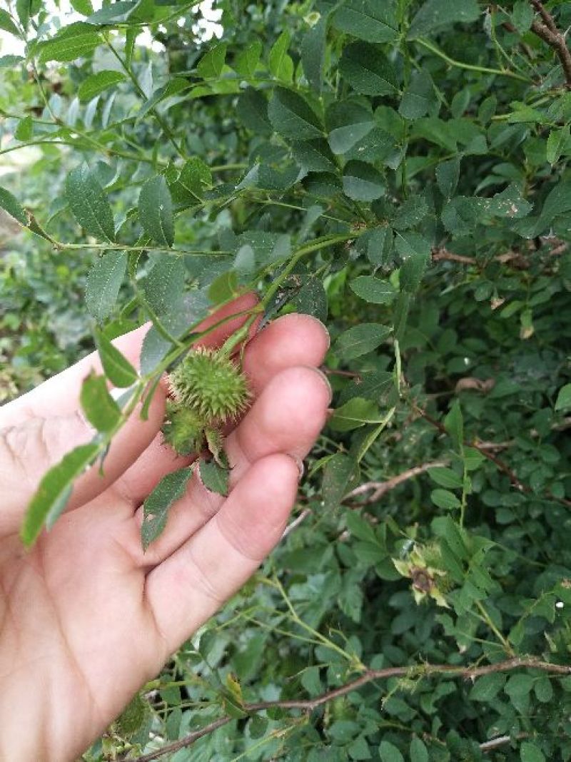 野生刺梨鲜果预售大量有货