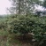 江西中花吴茱萸苗品种纯真免费技术指导