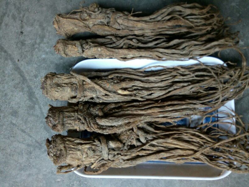 全当归岷当归中条无水洗干货无硫