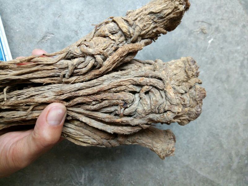 全当归岷当归中条无水洗干货无硫