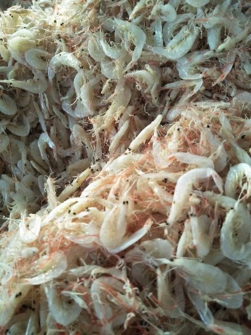 野生大虾皮