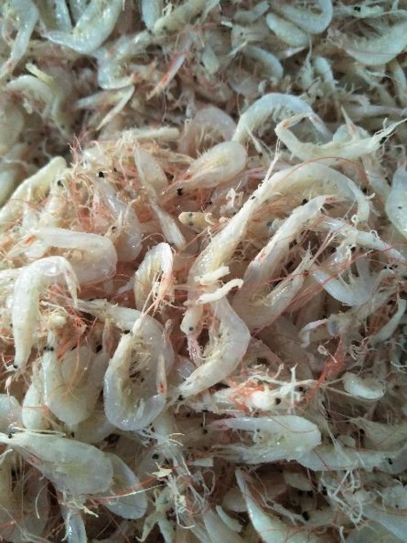 野生大虾皮