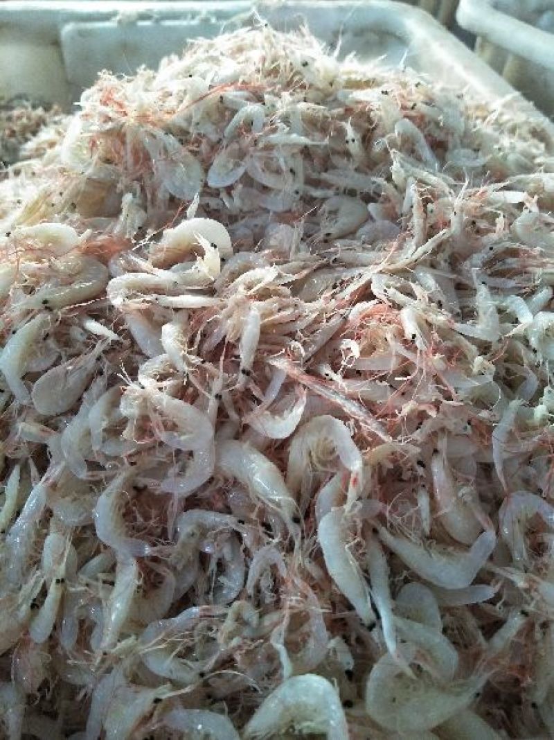 野生大虾皮