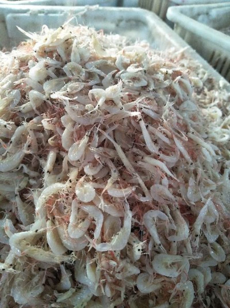 野生大虾皮