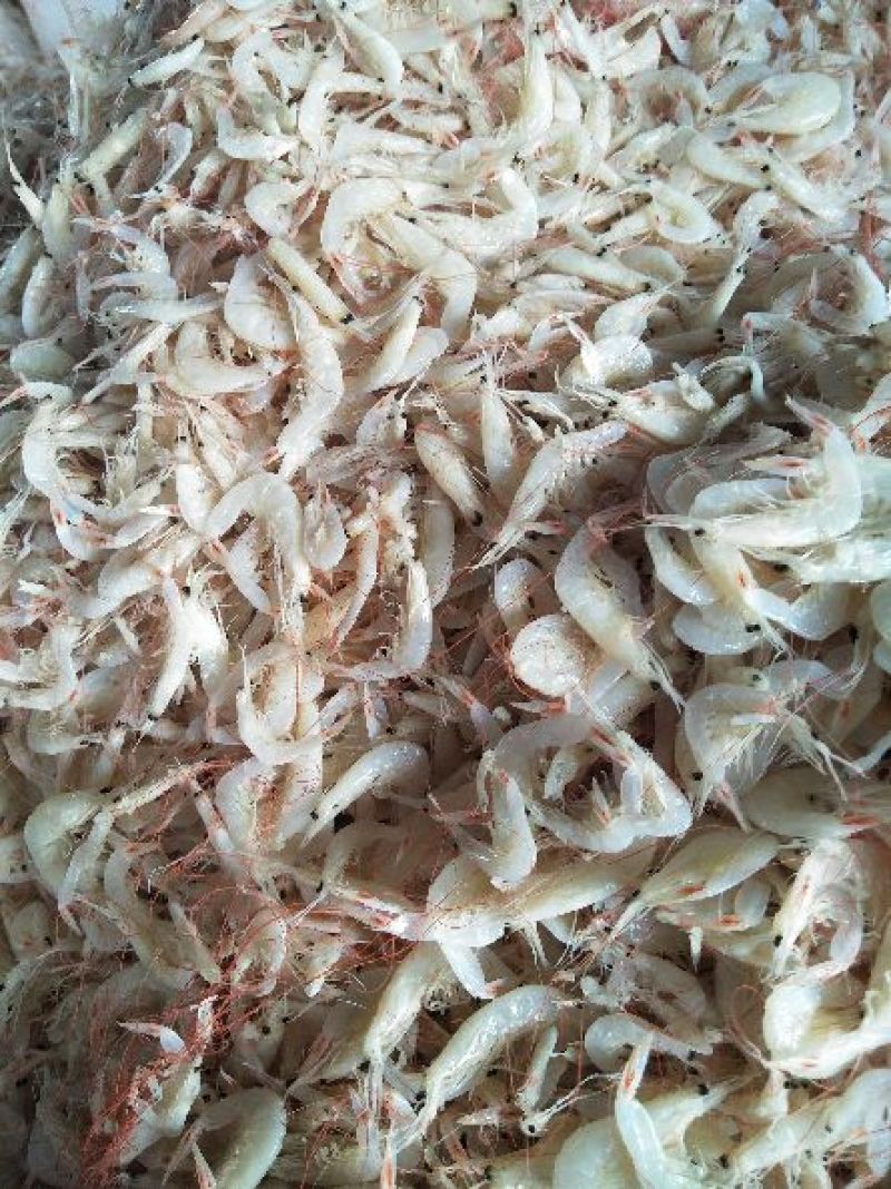 野生大虾皮