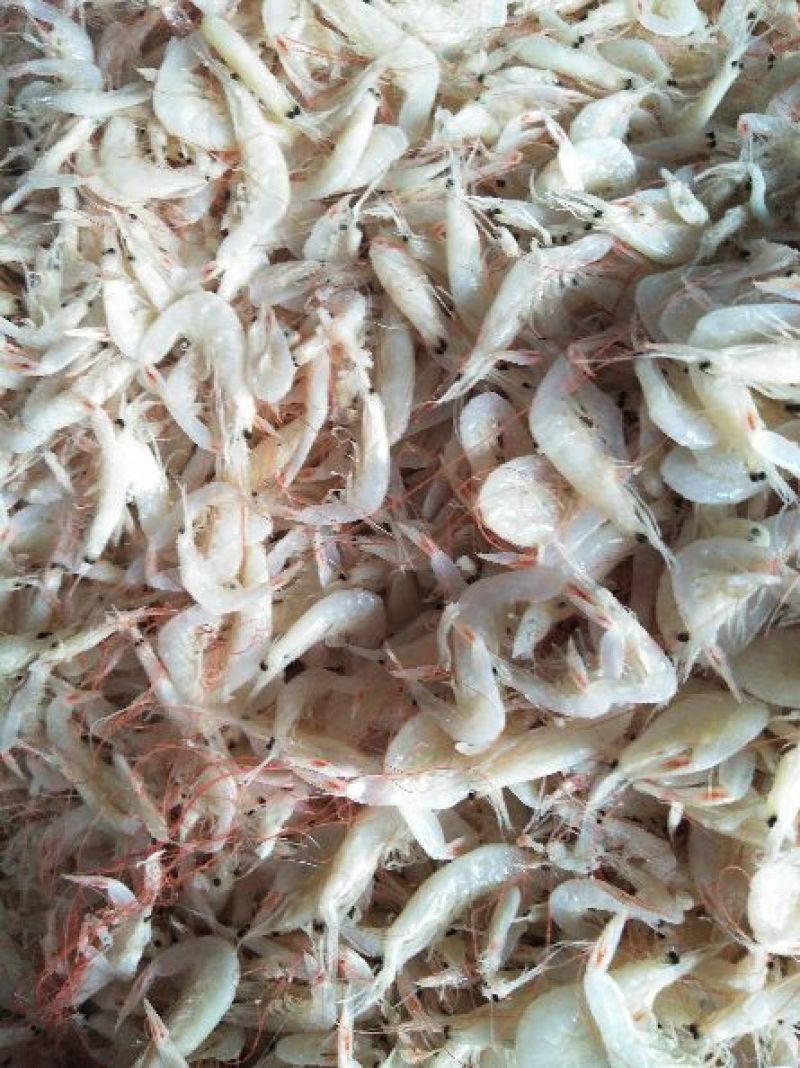野生大虾皮