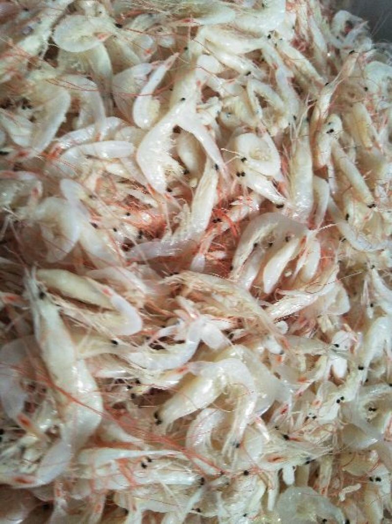 野生大虾皮