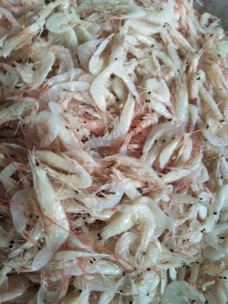 野生大虾皮