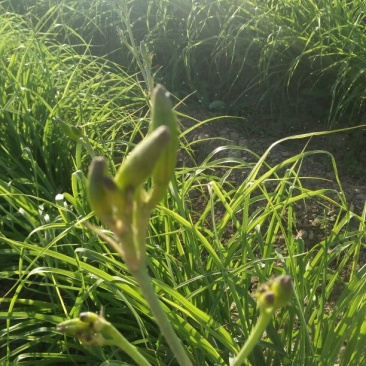黄花菜