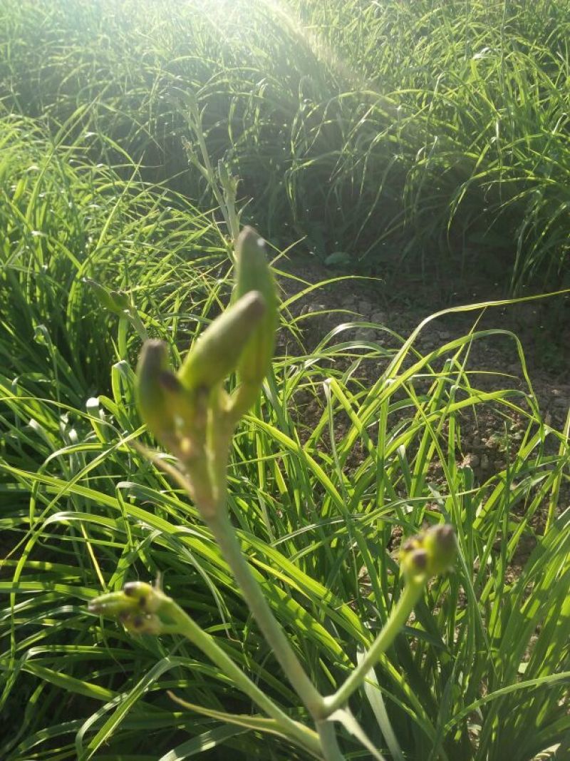 黄花菜