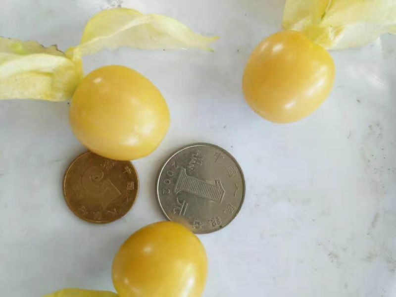 灯笼果菇茑果
