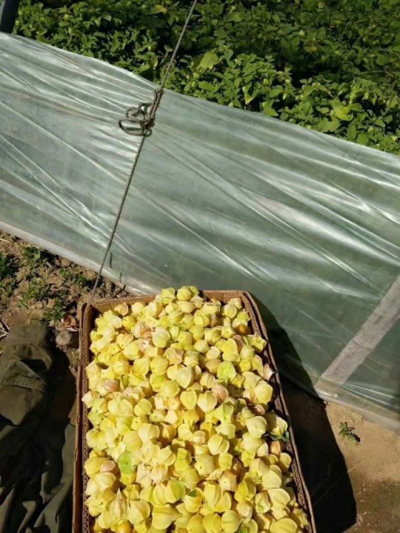 灯笼果菇茑果