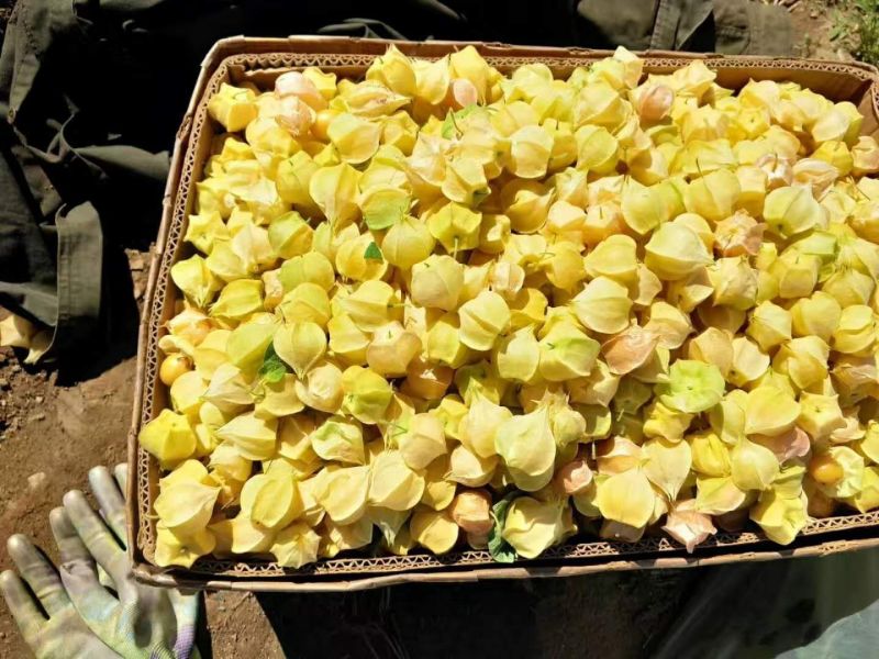 灯笼果菇茑果