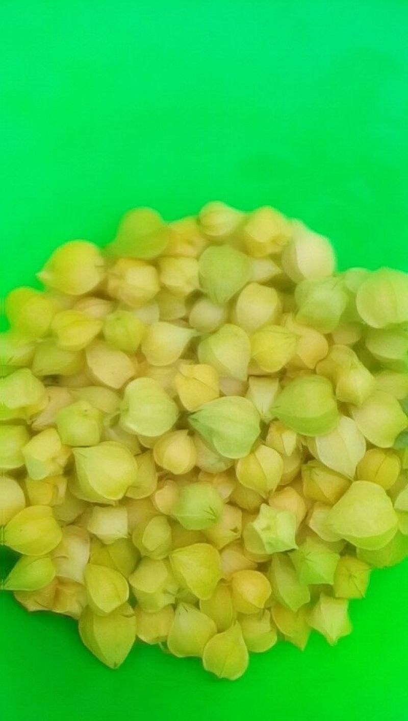 灯笼果菇茑果