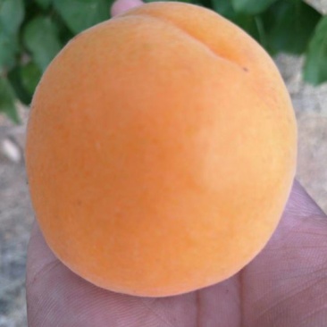 金太阳杏