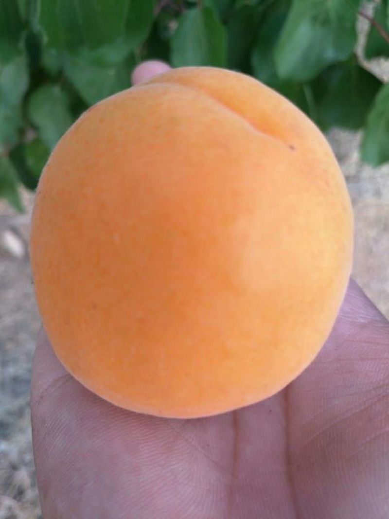金太阳杏