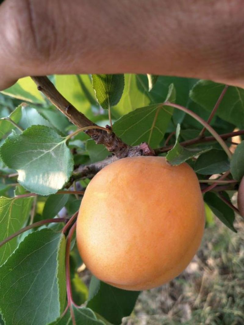金太阳杏
