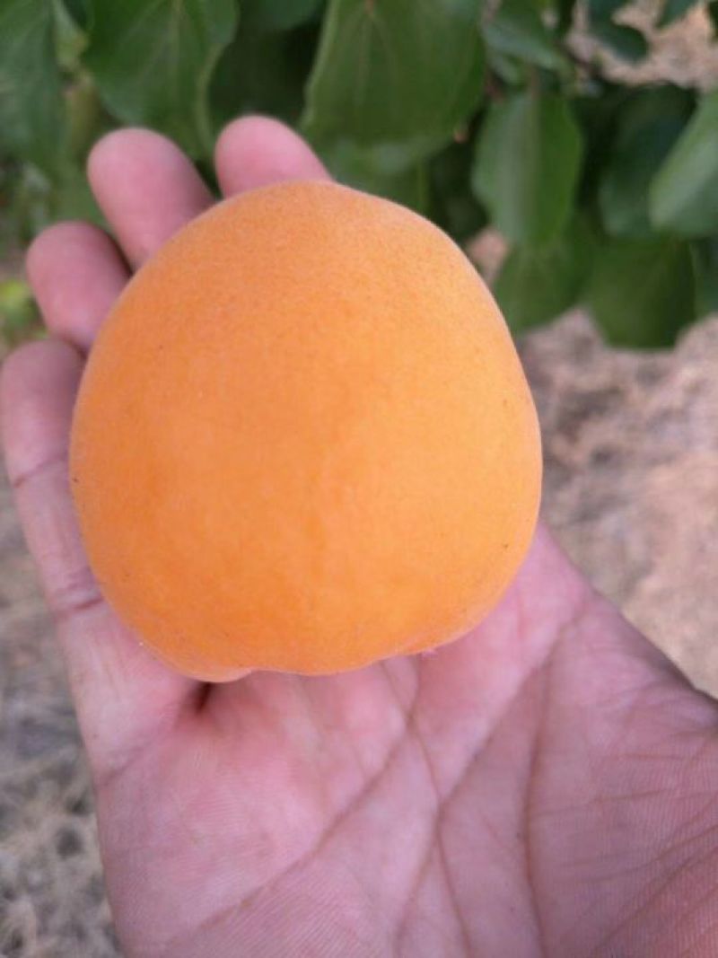 金太阳杏