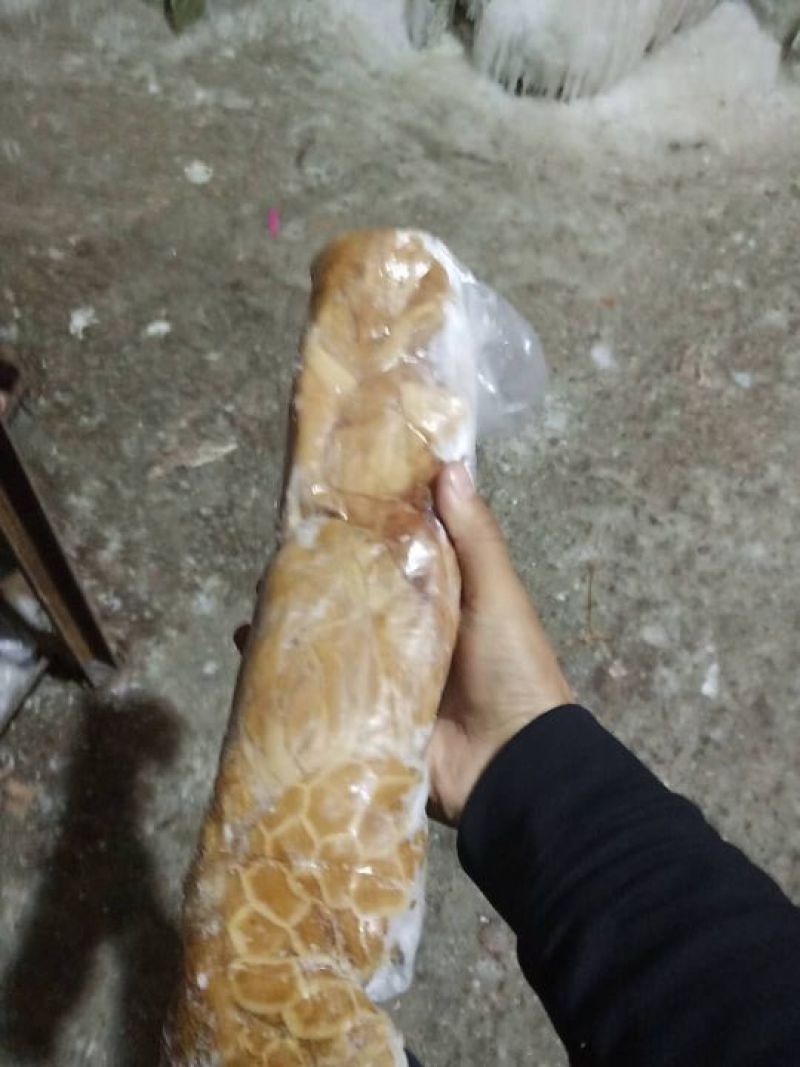 羊肚