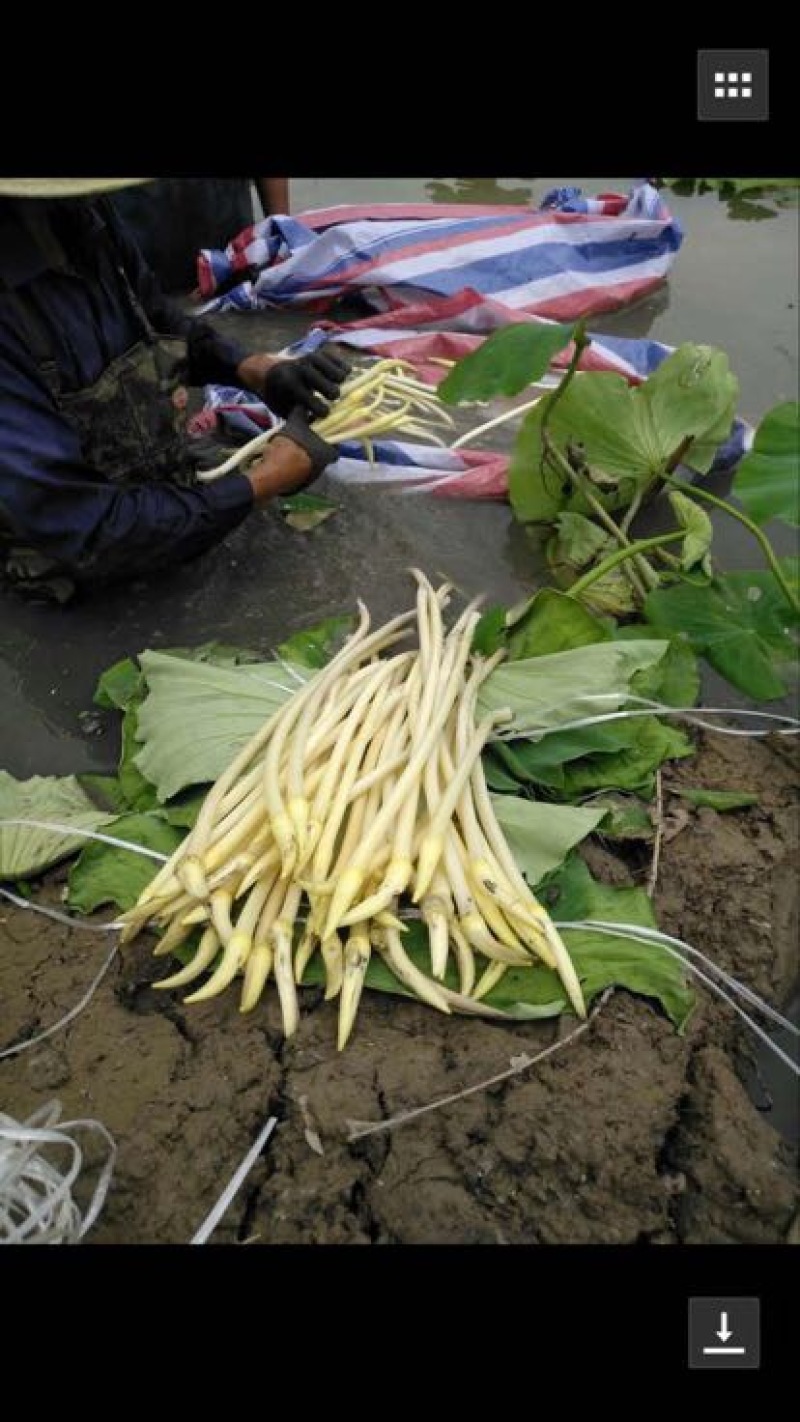 非洲冰草冰菜产地山东冰草淄博冰草常年有货支持全国