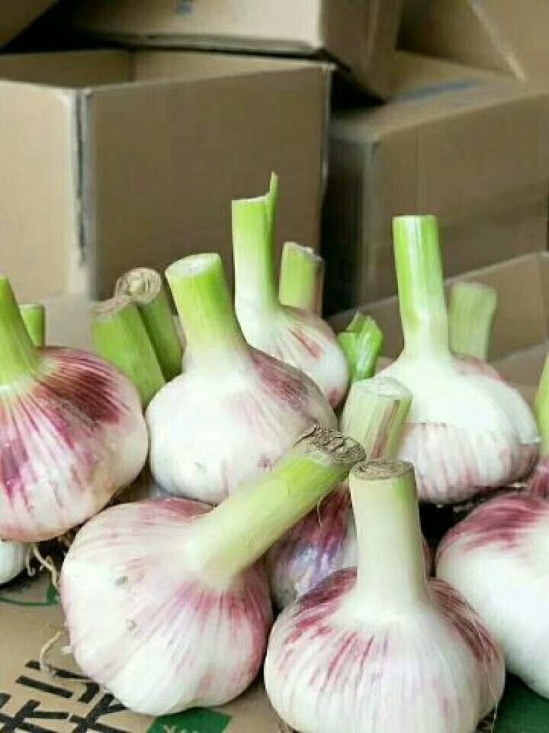 山东紫皮大蒜