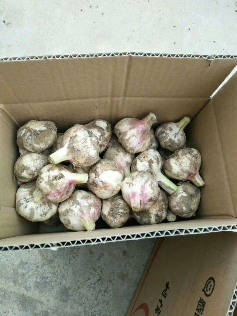 山东紫皮大蒜