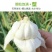 山东紫皮大蒜