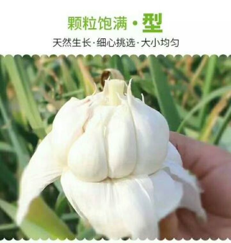 山东紫皮大蒜