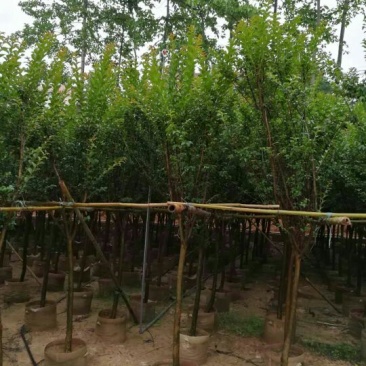 小叶紫薇头劲6公分