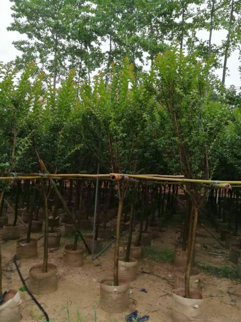 小叶紫薇头劲6公分