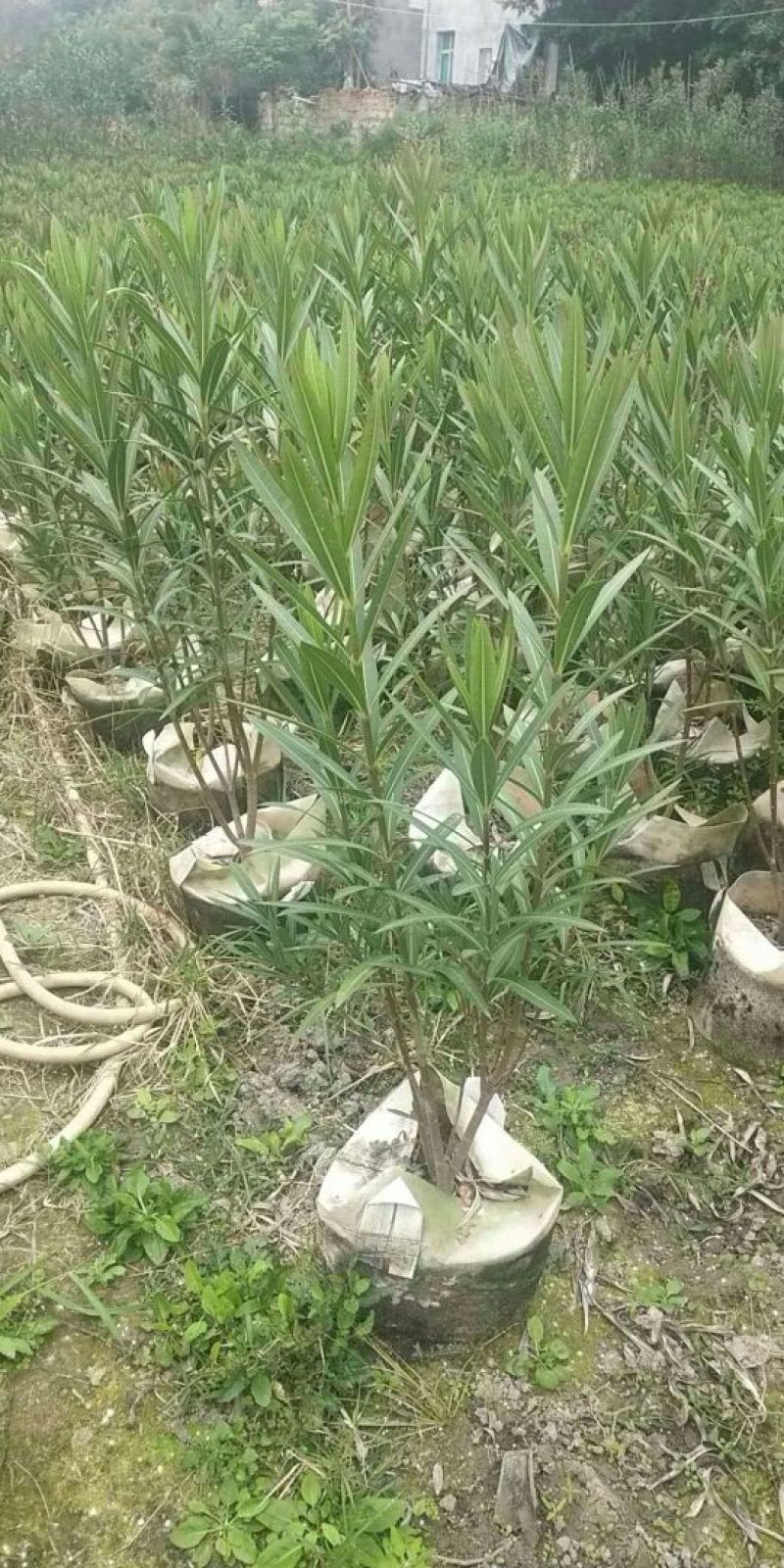 夹竹桃80-1米