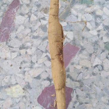 牛大力