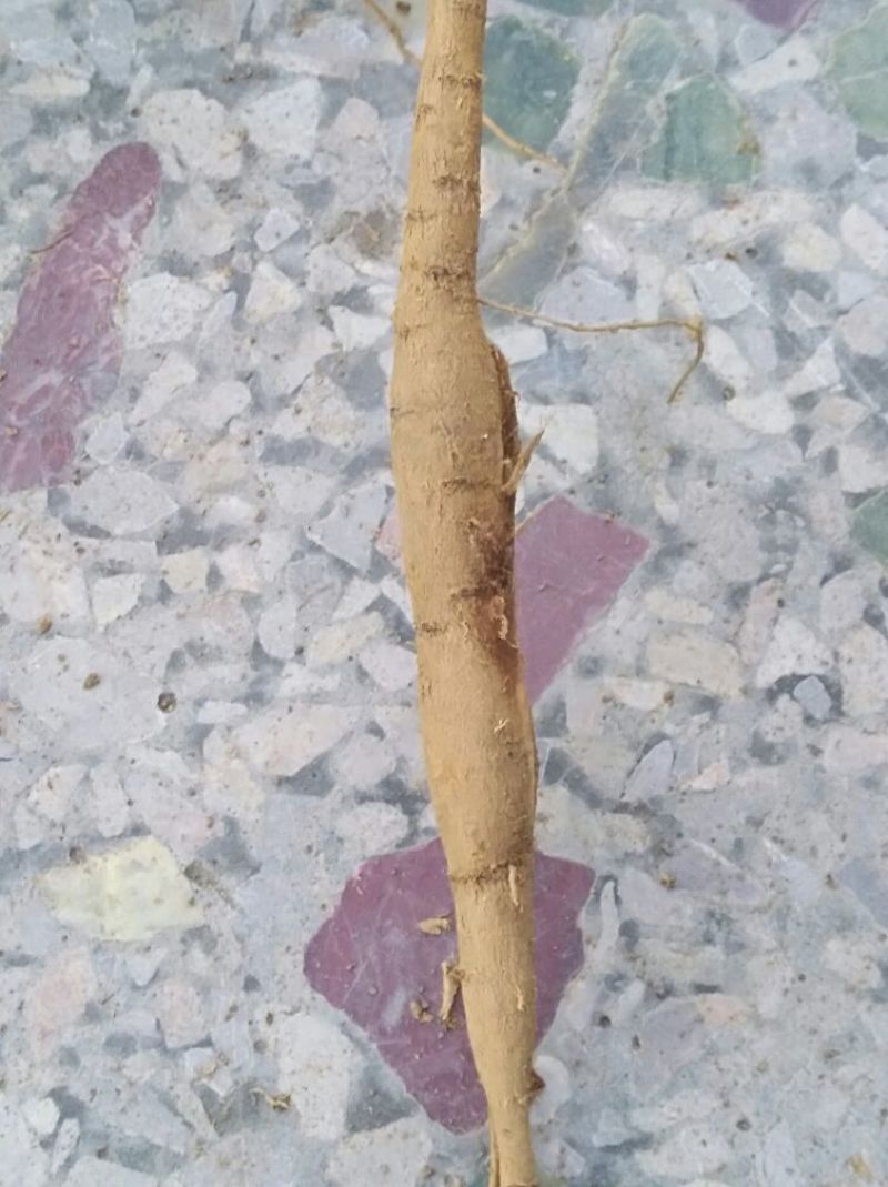 牛大力