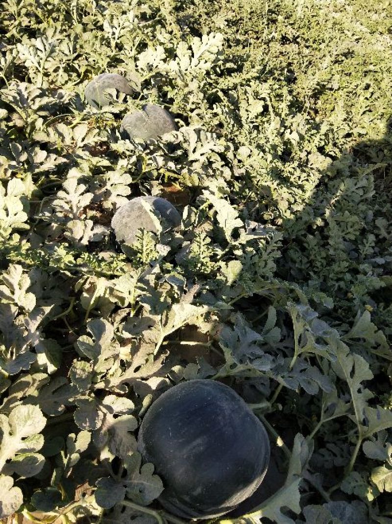 黑无子西瓜批发，大棚黑无子西瓜产地，黑皮无子西瓜价格